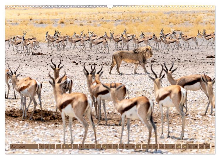 Produktbild: Wildlife Namibia - Etosha und Kalahari (hochwertiger Premium Wandkalender 2026 DIN A2 quer), Kunstdruck in Hochglanz