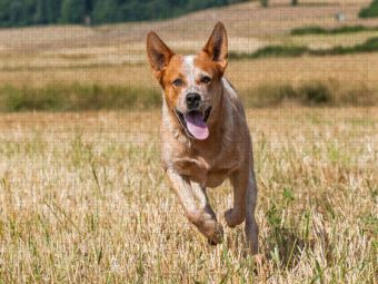 Produktbild: CALVENDO Puzzle Ein Motiv aus dem Kalender Power auf 4 Pfoten. Australian Cattle Dog | 1000 Teile Lege-Gr&ouml;&szlig;e 64x48cm Foto-Puzzle f&uuml;r gl&uuml;ckliche Stunde