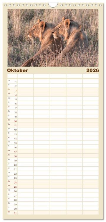 Produktbild: Familienplaner 2026 - L&ouml;wen - Raubkatzen Afrikas mit 5 Spalten (Wandkalender, 21 x 45 cm) CALVENDO