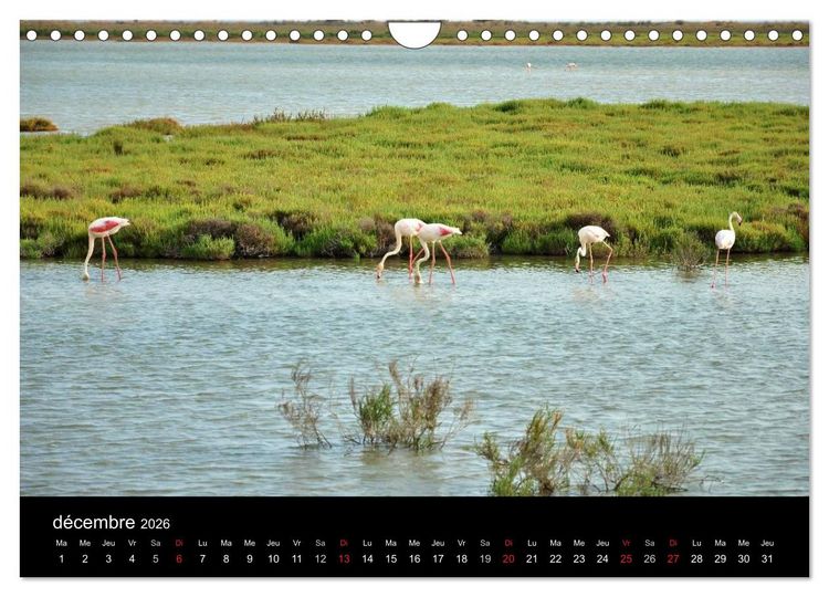 Produktbild: Camargue Entre mer et nature (Calendrier mural 2026 DIN A4 vertical), CALVENDO calendrier mensuel