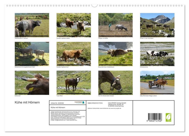 Produktbild: K&uuml;he mit H&ouml;rnern (hochwertiger Premium Wandkalender 2026 DIN A2 quer), Kunstdruck in Hochglanz