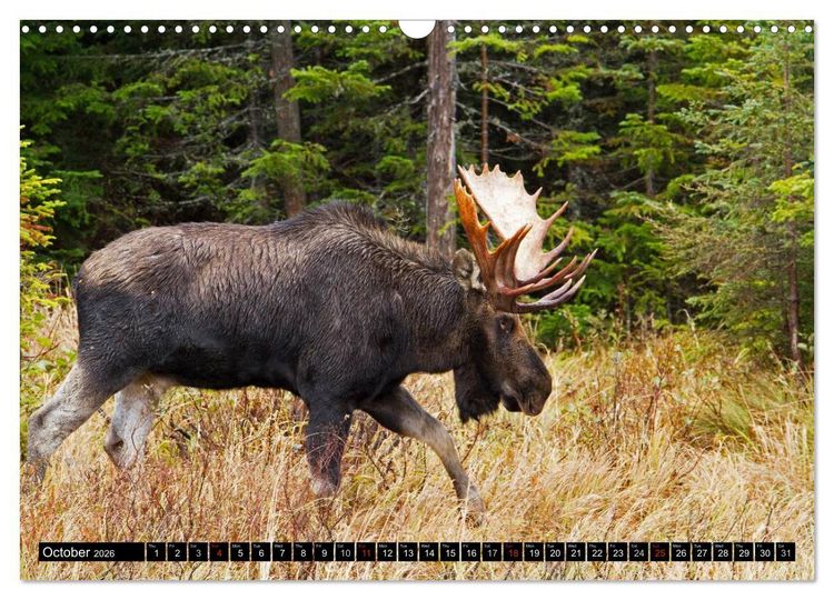 Produktbild: MOOSE Of The Northern Woods (Wall Calendar 2026 DIN A3 landscape), CALVENDO 12 Month Wall Calendar