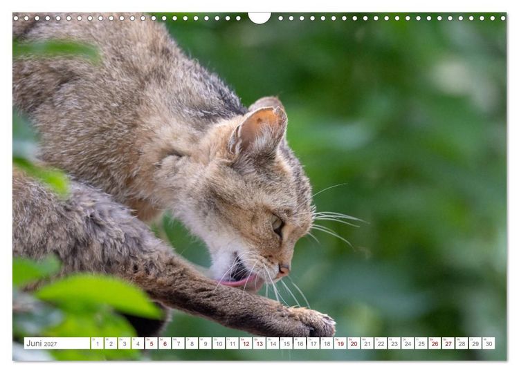 Produktbild: Wildkatzen - die anmutigsten Raubiere in Europa. (Wandkalender 2027 DIN A3 quer), CALVENDO Monatskalender