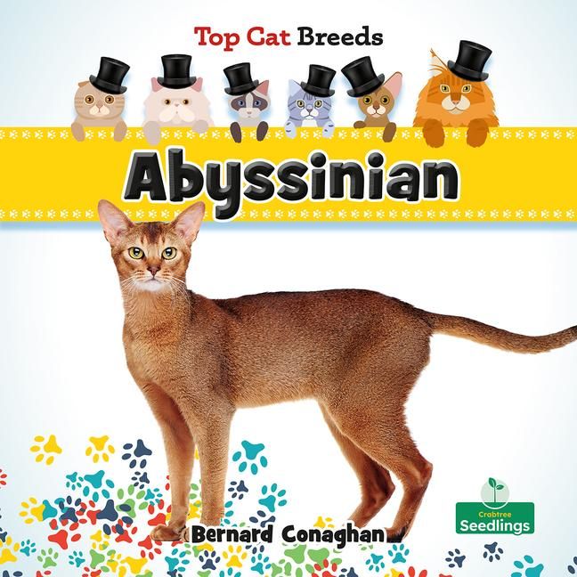 Produktbild: Abyssinian