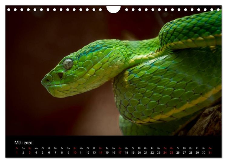 Produktbild: Costa Rica. Faszinierende Tierwelt (Wandkalender 2026 DIN A4 quer), CALVENDO Monatskalender