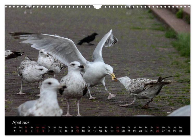 Produktbild: Spontane Fotografie - M&ouml;wen (Wandkalender 2026 DIN A3 quer), CALVENDO Monatskalender