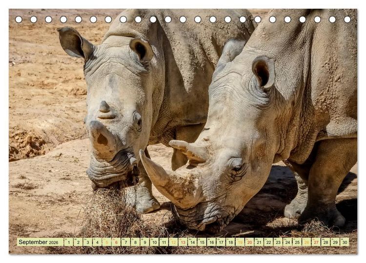 Produktbild: Bedrohte Tierart - Nashorn (Tischkalender 2026 DIN A5 quer), CALVENDO Monatskalender