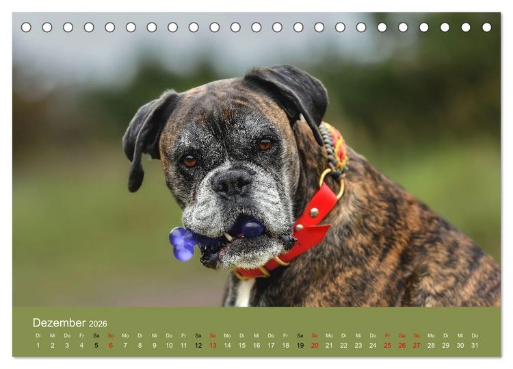 Produktbild: Boxer - charmante Herzensbrecher (Tischkalender 2026 DIN A5 quer), CALVENDO Monatskalender