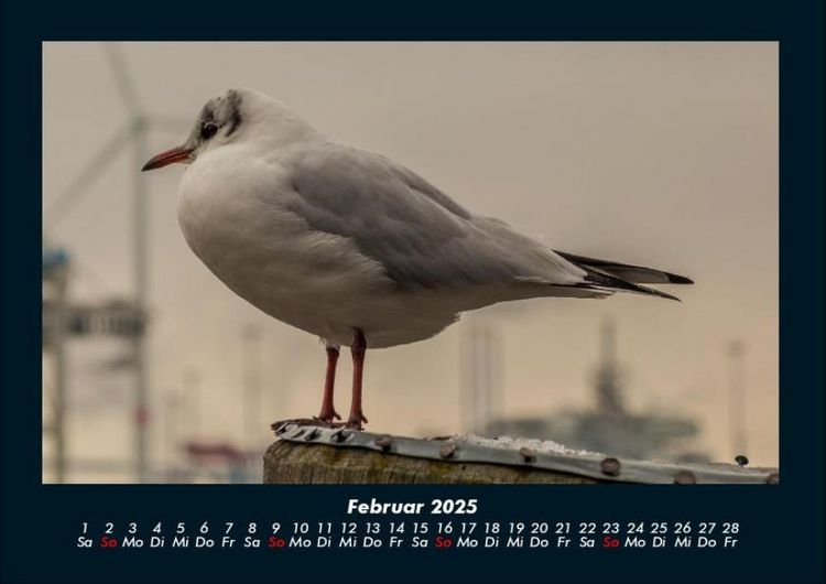 Produktbild: Vogelparadies 2025 Fotokalender DIN A4