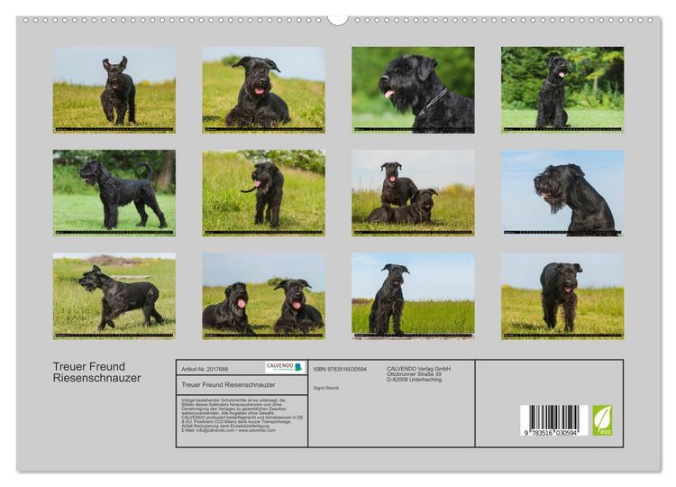 Produktbild: Treuer Freund Riesenschnauzer (hochwertiger Premium Wandkalender 2026 DIN A2 quer), Kunstdruck in Hochglanz