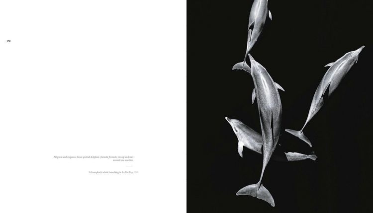 Produktbild: The Sea of Dreams