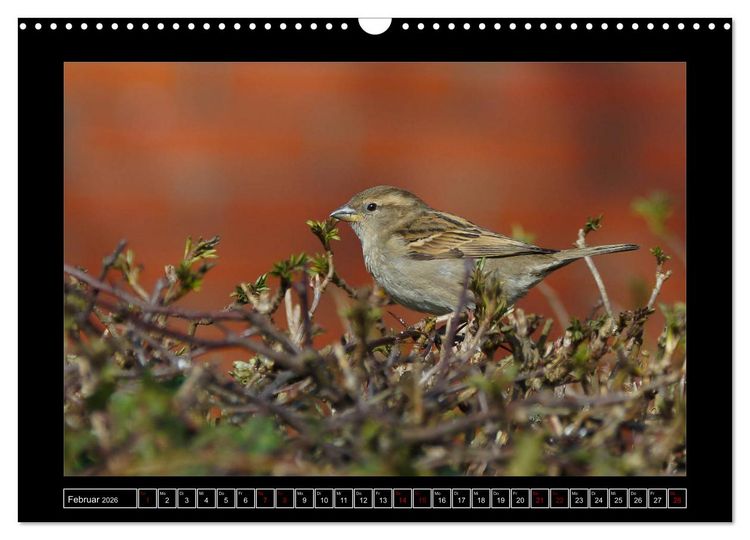 Produktbild: Niederrheinische Vogelwelt (Wandkalender 2026 DIN A3 quer), CALVENDO Monatskalender