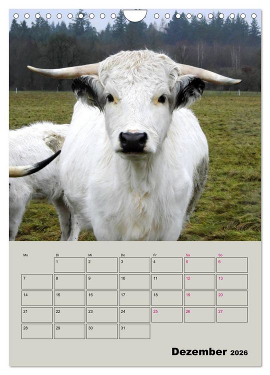 Produktbild: Kuhportraits Hornk&uuml;he (Wandkalender 2026 DIN A4 hoch), CALVENDO Monatskalender
