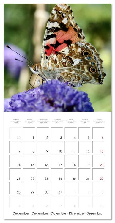 Produktbild: Gentle butterflies (Wall Calendar 2026 12 &times; 12 Inch) CALVENDO 12 Month Wall Calendar