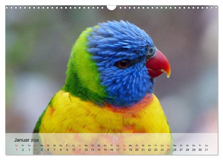 Produktbild: Regenbogen Papageien (Wandkalender 2026 DIN A3 quer), CALVENDO Monatskalender