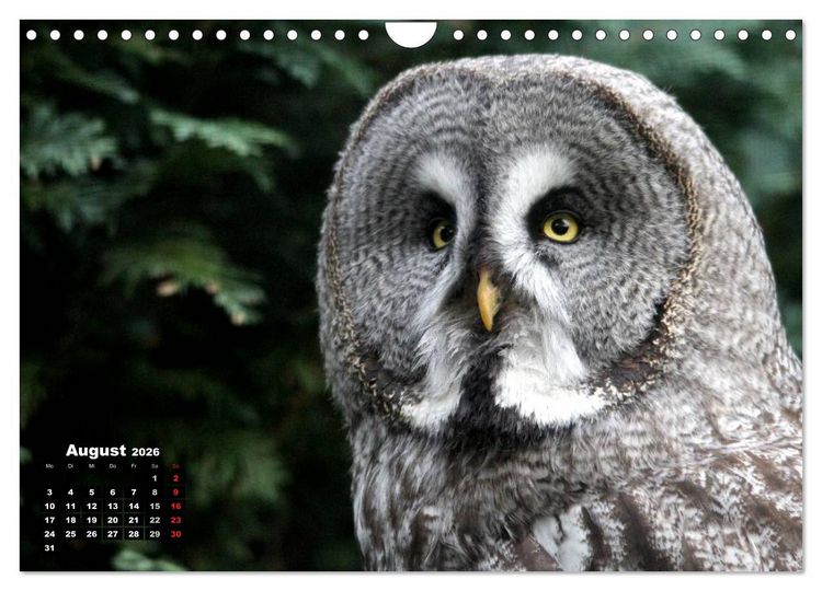 Produktbild: Greifv&ouml;gel, Eulen und K&auml;uze (Wandkalender 2026 DIN A4 quer), CALVENDO Monatskalender