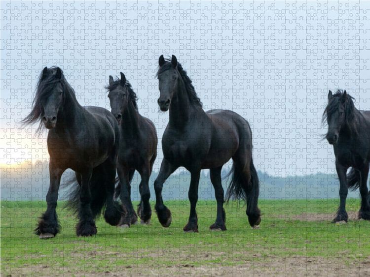 Produktbild: CALVENDO Puzzle Ein Motiv aus dem Kalender Friesen - stolze Giganten | 1000 Teile Lege-Gr&ouml;&szlig;e 64x48cm Foto-Puzzle f&uuml;r gl&uuml;ckliche Stunden