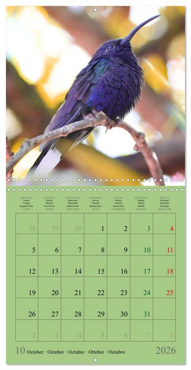 Produktbild: Costa Rican Birds (Wall Calendar 2026 12 &times; 12 Inch) CALVENDO 12 Month Wall Calendar