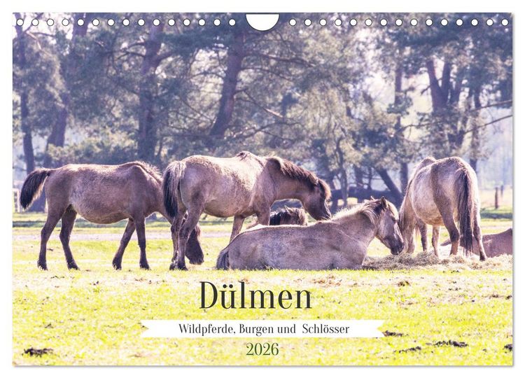 Produktbild: D&uuml;lmen - Wildpferde, Burgen und Schl&ouml;sser (Wandkalender 2026 DIN A4 quer), CALVENDO Monatskalender