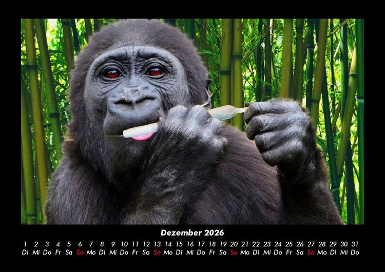 Produktbild: Welt der Affen 2026 Fotokalender DIN A3