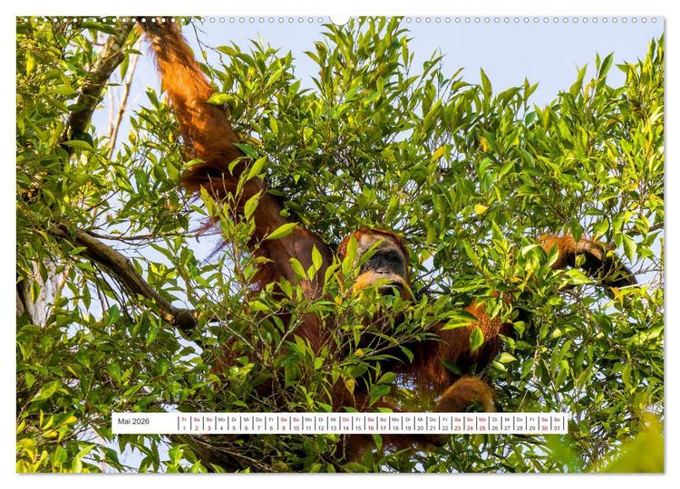 Produktbild: Gunung Leuser Nationalpark und seine Orang Utans (Wandkalender 2026 DIN A2 quer), CALVENDO Monatskalender