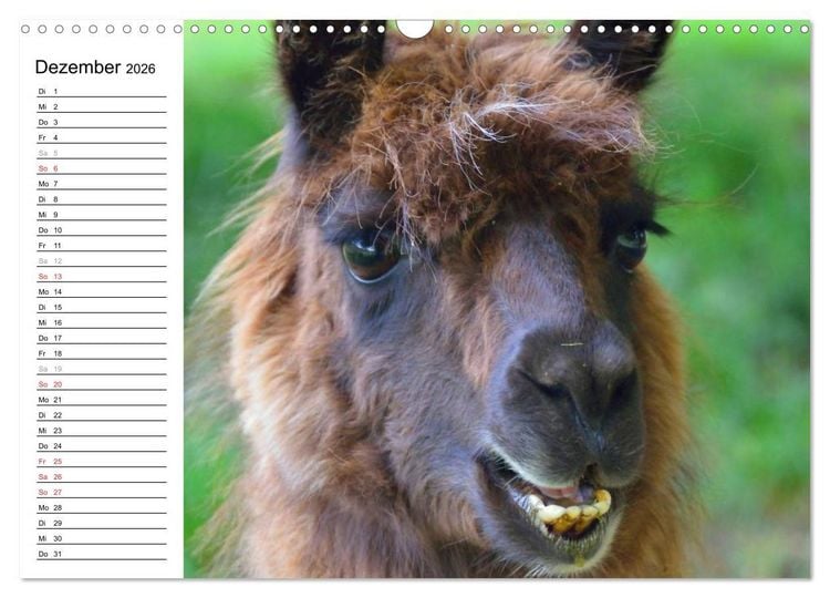 Produktbild: Alpakas und Lamas (Wandkalender 2026 DIN A3 quer), CALVENDO Monatskalender