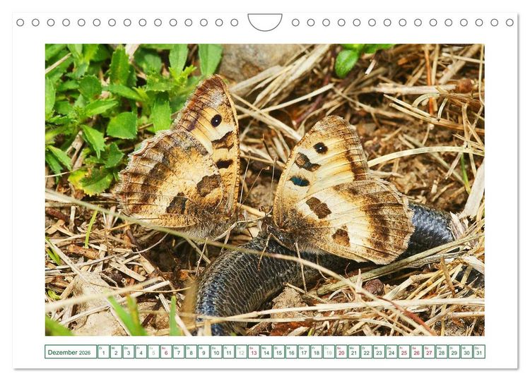 Produktbild: Schmetterlinge: zart und bunt (Wandkalender 2026 DIN A4 quer), CALVENDO Monatskalender
