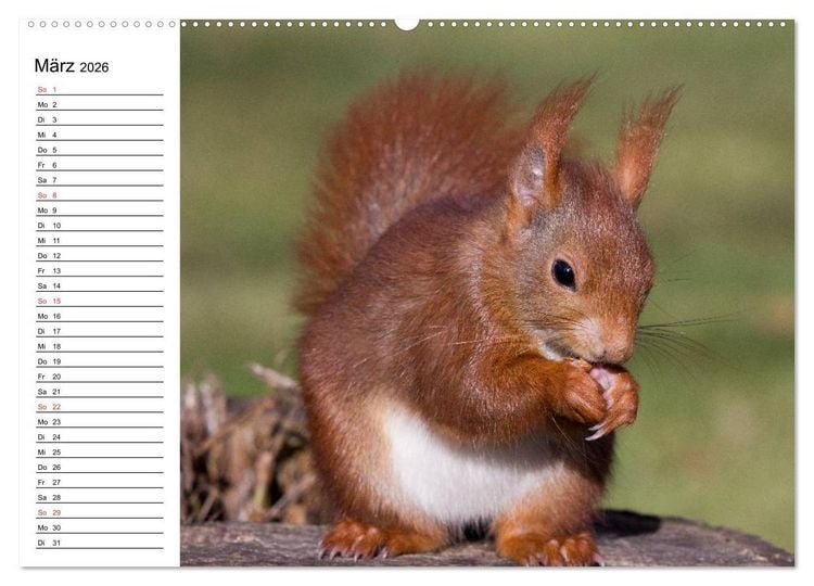 Produktbild: Mit dem Eichh&ouml;rnchen durchs Jahr (Wandkalender 2026 DIN A2 quer), CALVENDO Monatskalender
