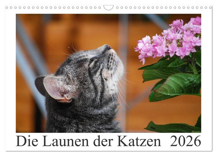 Produktbild: Die Launen der Katzen 2026 (Wandkalender 2026 DIN A3 quer), CALVENDO Monatskalender