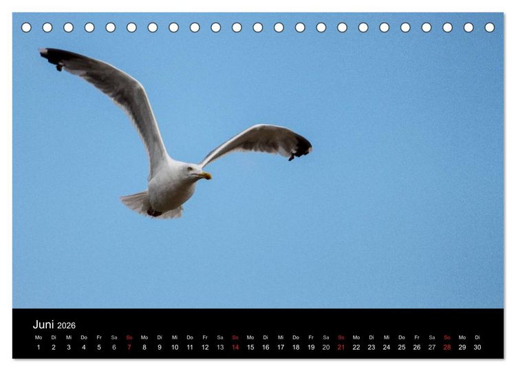 Produktbild: Spontane Fotografie - M&ouml;wen (Tischkalender 2026 DIN A5 quer), CALVENDO Monatskalender