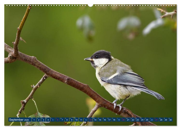Produktbild: Kohlmeise - Fotografiert von Ostfriesenfotografie (Wandkalender 2026 DIN A2 quer), CALVENDO Monatskalender
