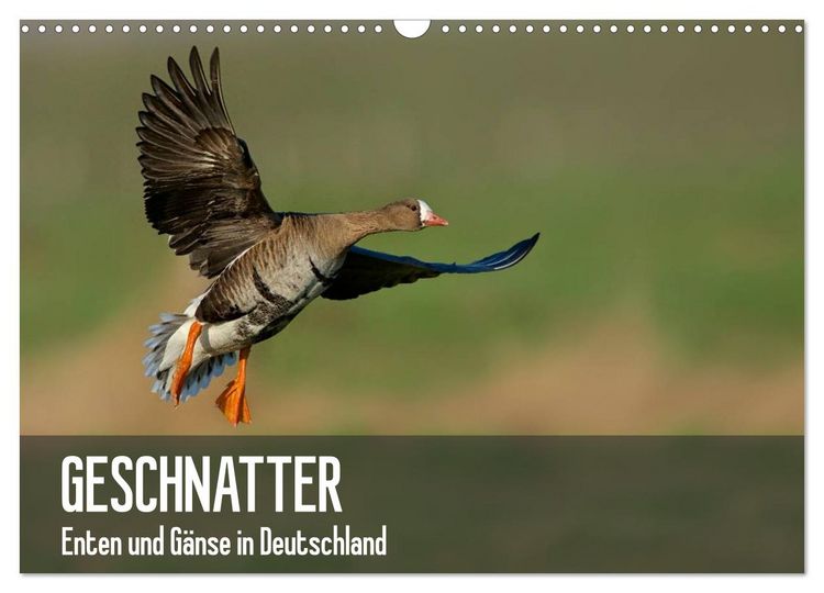 Produktbild: Geschnatter - Enten und G&auml;nse in Deutschland (Wandkalender 2026 DIN A3 quer), CALVENDO Monatskalender