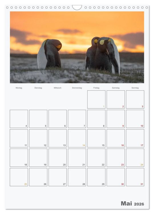 Produktbild: Alltag bei den Pinguinen auf Falkland (Wandkalender 2026 DIN A3 hoch), CALVENDO Monatskalender