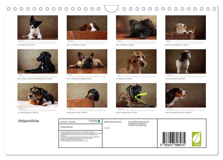Produktbild: Welpenblicke (Wandkalender 2026 DIN A4 quer), CALVENDO Monatskalender