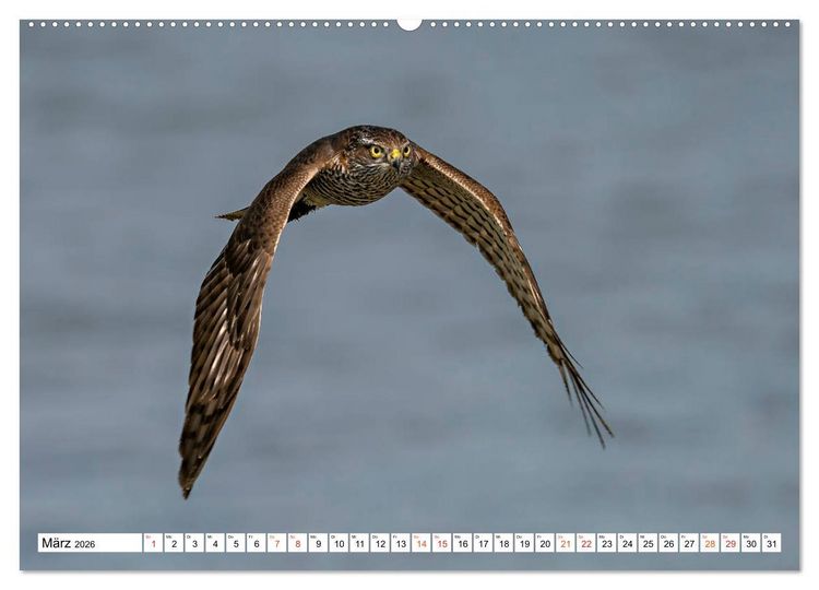 Produktbild: Heimische GREIFV&Ouml;GEL Adler Milan Bussard Weihe Sperber (Wandkalender 2026 DIN A2 quer), CALVENDO Monatskalender