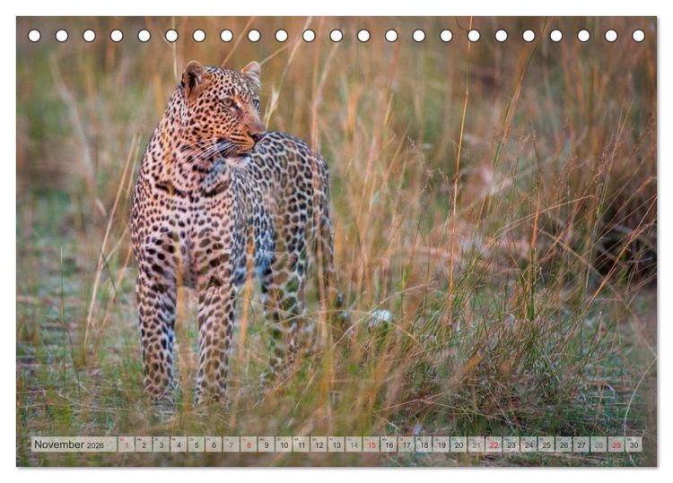Produktbild: Emotionale Momente: Afrikas Big Five (Tischkalender 2026 DIN A5 quer), CALVENDO Monatskalender