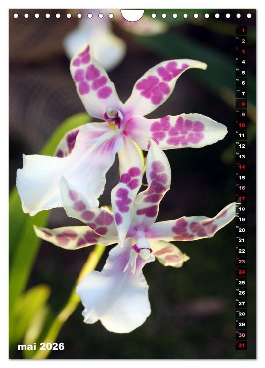 Produktbild: Miracle floral l'orchid&eacute;e (Calendrier mural 2026 DIN A4 horizontal), CALVENDO calendrier mensuel