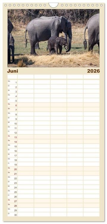 Produktbild: Familienplaner 2026 - begegnungen - elefanten im s&uuml;dlichen afrika mit 5 Spalten (Wandkalender, 21 x 45 cm) CALVENDO