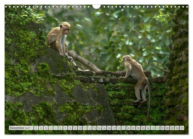Produktbild: Verliebt in Sri Lanka (Wandkalender 2027 DIN A3 quer), CALVENDO Monatskalender