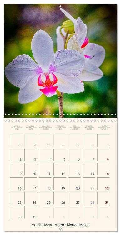 Produktbild: Phalaenopsis, la reine des Orchid&eacute;es (Calendrier mural carr&eacute; 2026 30x30 cm) Calendrier double avec une page pour vos prises de notes