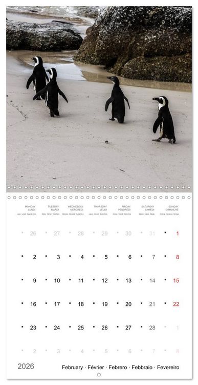Produktbild: Adventure South Africa 2026 (Wall Calendar 2026 12 &times; 12 Inch) CALVENDO 12 Month Wall Calendar