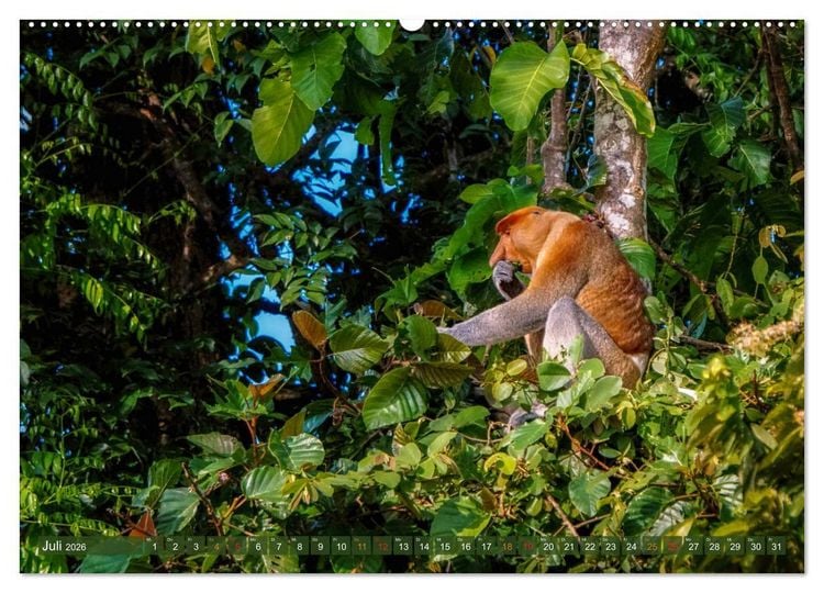Produktbild: Nasenaffen von Borneo (hochwertiger Premium Wandkalender 2026 DIN A2 quer), Kunstdruck in Hochglanz