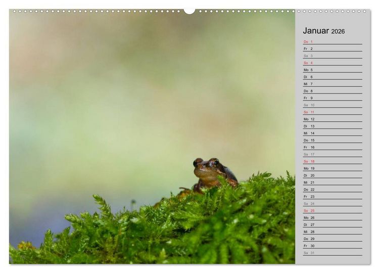 Produktbild: Salamander und Co. (hochwertiger Premium Wandkalender 2026 DIN A2 quer), Kunstdruck in Hochglanz