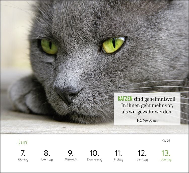 Produktbild: Wochenkalender 2027: Kluge Katzen