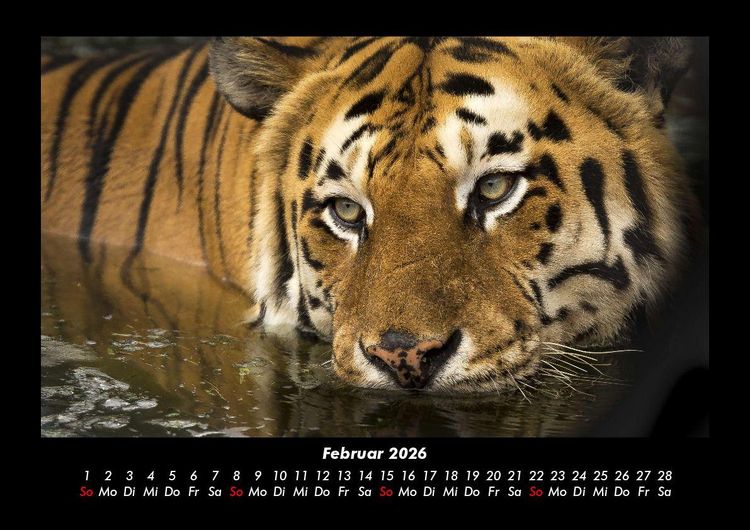 Produktbild: Tiger 2026 Fotokalender DIN A3
