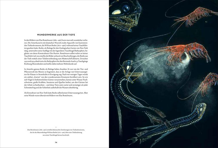 Produktbild: Wunderkammer