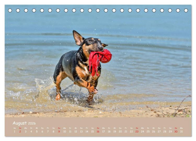 Produktbild: Einmal Bullterrier - immer Bullterrier (Tischkalender 2026 DIN A5 quer), CALVENDO Monatskalender