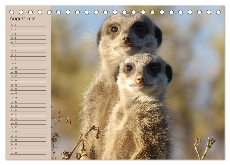 Produktbild: Erdm&auml;nnchen (Tischkalender 2026 DIN A5 quer), CALVENDO Monatskalender