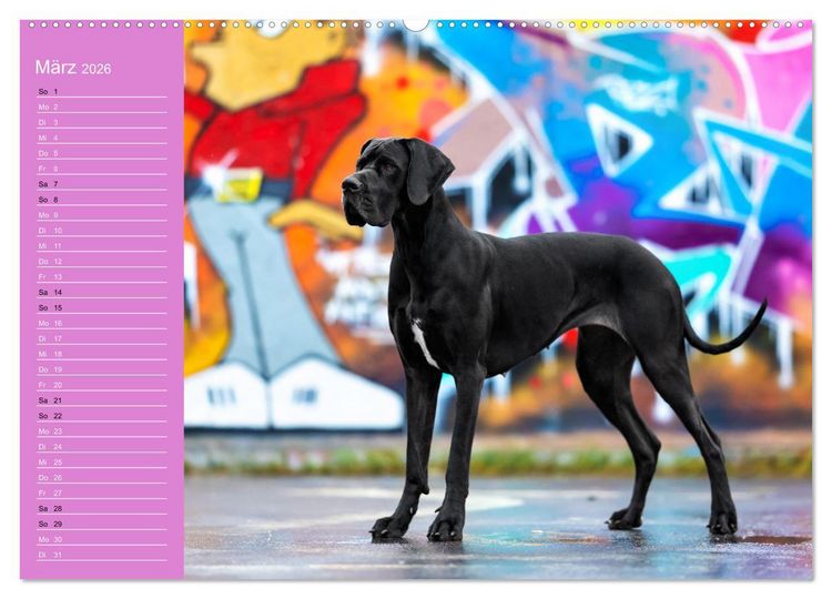 Produktbild: Hunde im Fokus (Wandkalender 2026 DIN A2 quer), CALVENDO Monatskalender