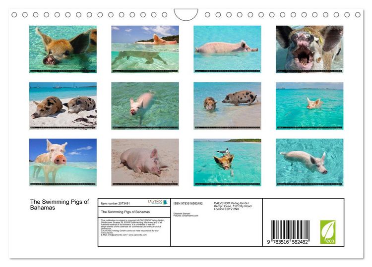 Produktbild: The Swimming Pigs of Bahamas (Wall Calendar 2026 DIN A4 landscape), CALVENDO 12 Month Wall Calendar